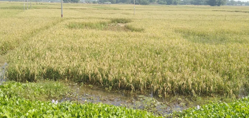 नीतीश कुमार की चहुंओर है चर्चा,समस्याओं के सलीब पर लटके हैं कई गांव,दिखाया जा रहा विकास का सब्जबाग,नप में शामिल किए जाने के बाद भी कई गांव-पंचायत के लोग विकास के लिए लालायित, आखिर
