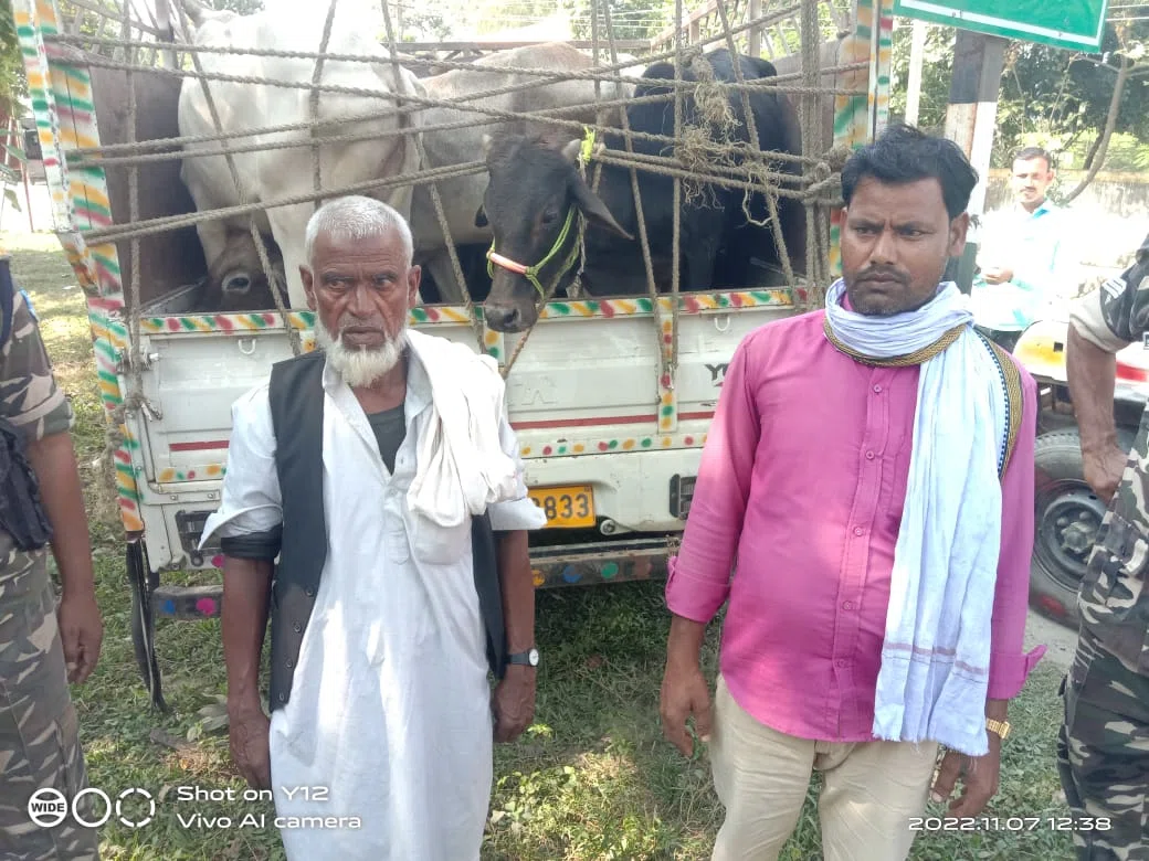 तस्करी के लिए ले जा रहे 13 मवेशियों सहित दो तस्करों को एसएसबी की स्पेशल टीम ने दबोचा, पिकअप जब्त कर एसएसबी मुख्यालय में हो रही पूछताछ