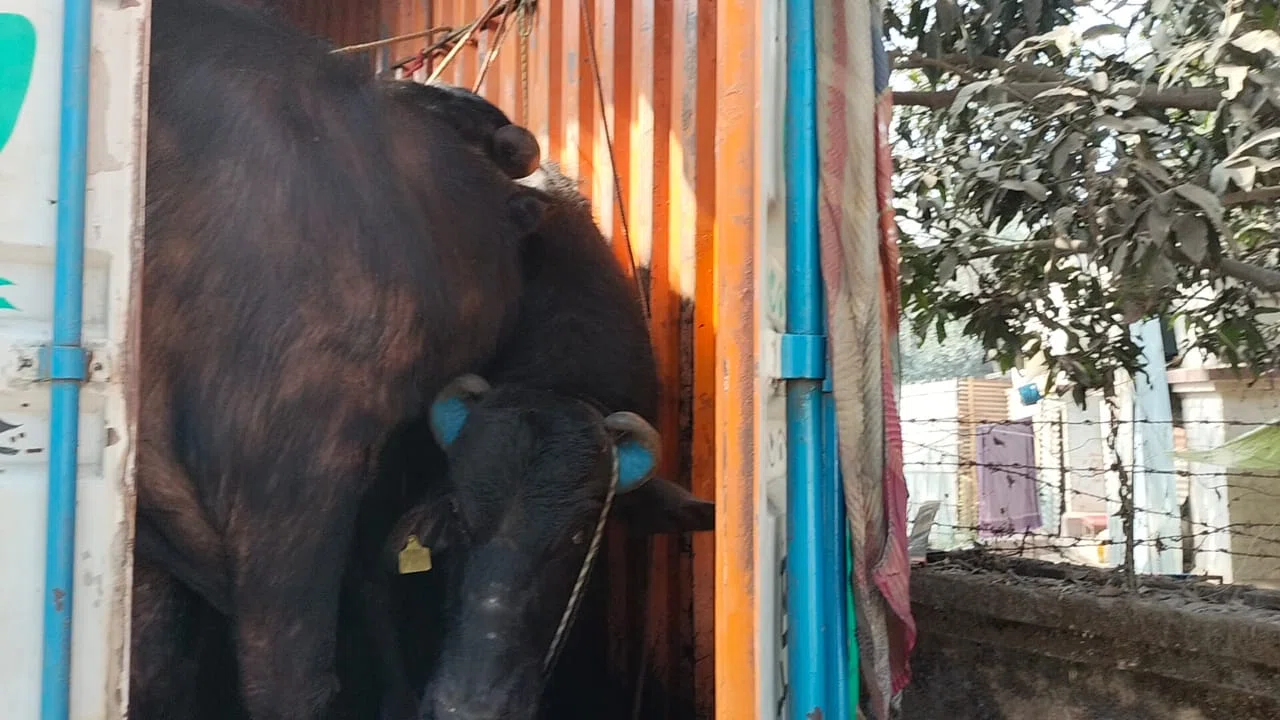 मवेशियों को मौत के घाट उतारते हुए फ्रोजन विधि द्वारा मांस का पैकेट तैयार कर विदेशों में किया जाता है एक्सपोर्ट, यूपी से बंगाल तस्करी कर ले जाए जा रहे 24 भैंस से लदा एक कंटेनर जब्त,