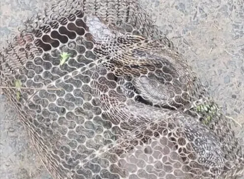 Bihar Breaking News Snake rescue :...और जब चूहेदानी में फंस गया नागराज,रहा अफरा- तफरी का माहौल